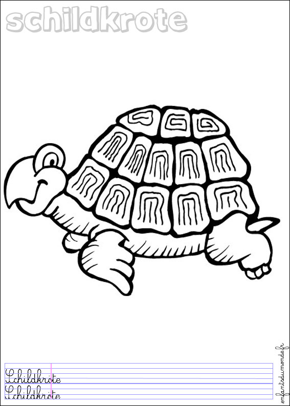 coloriage tortue 2